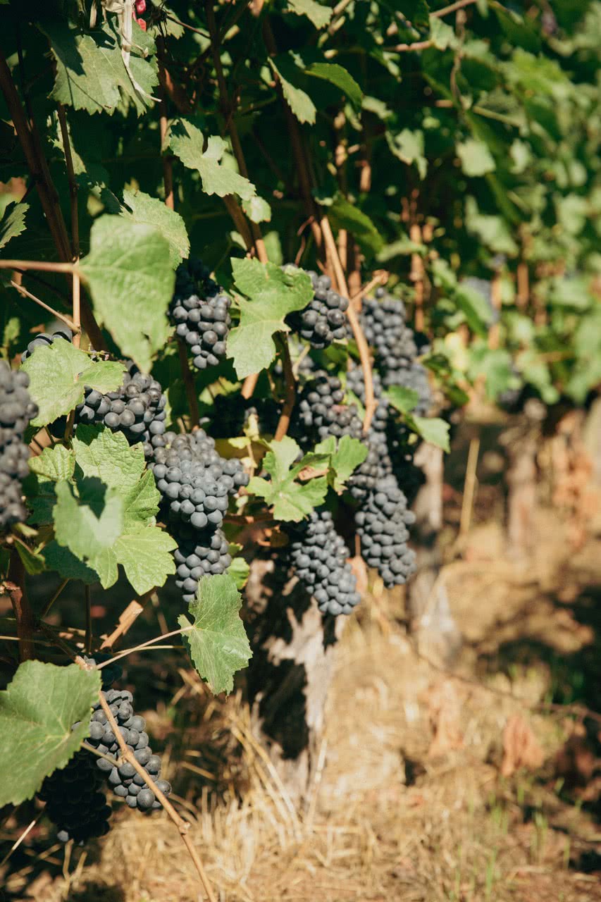 Unsere leckeren Weine schmecken zu Essen - oder auch einfach so.